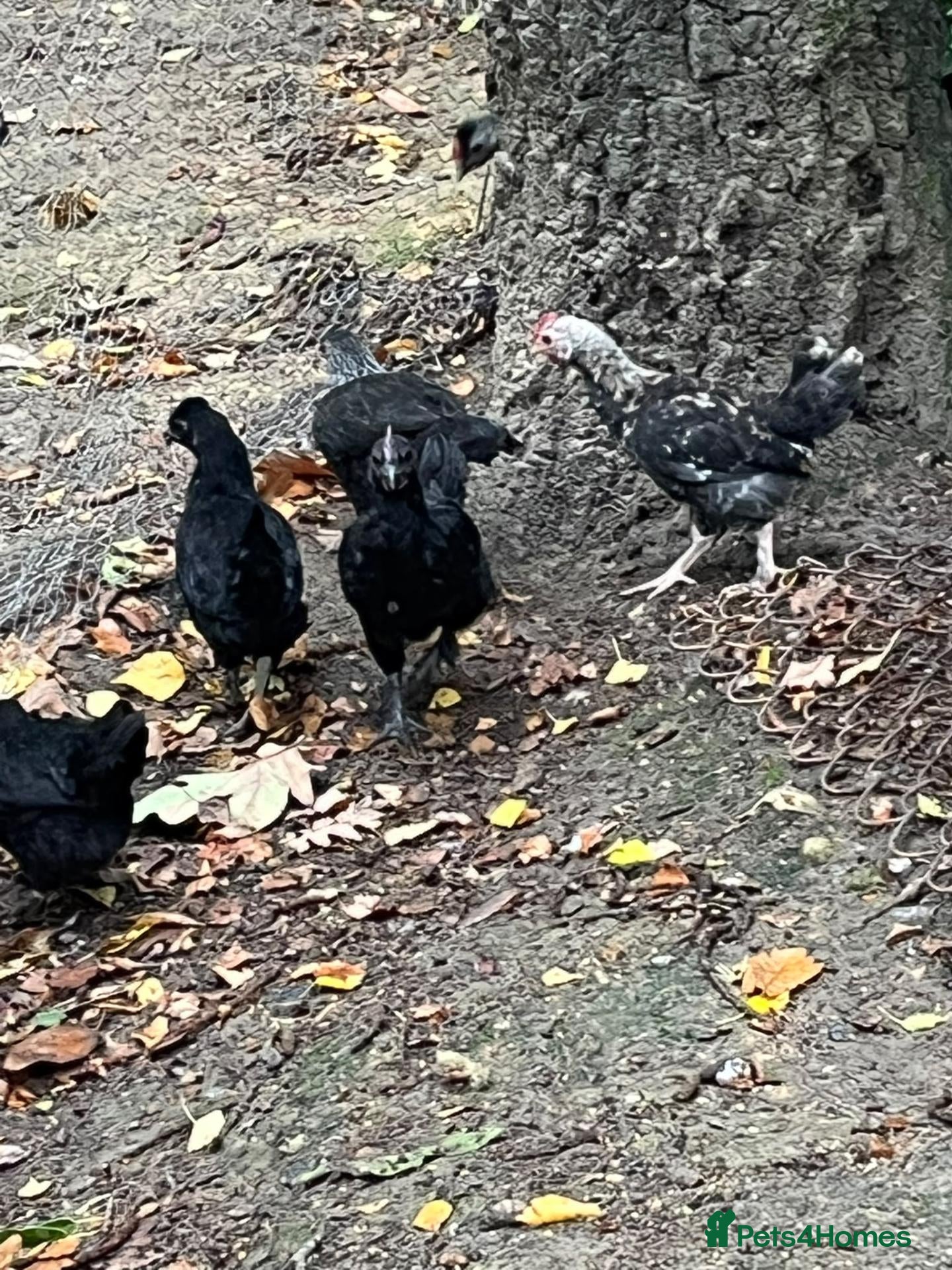 Chickens poultry Hybrid young chickens for sale - Advert 2