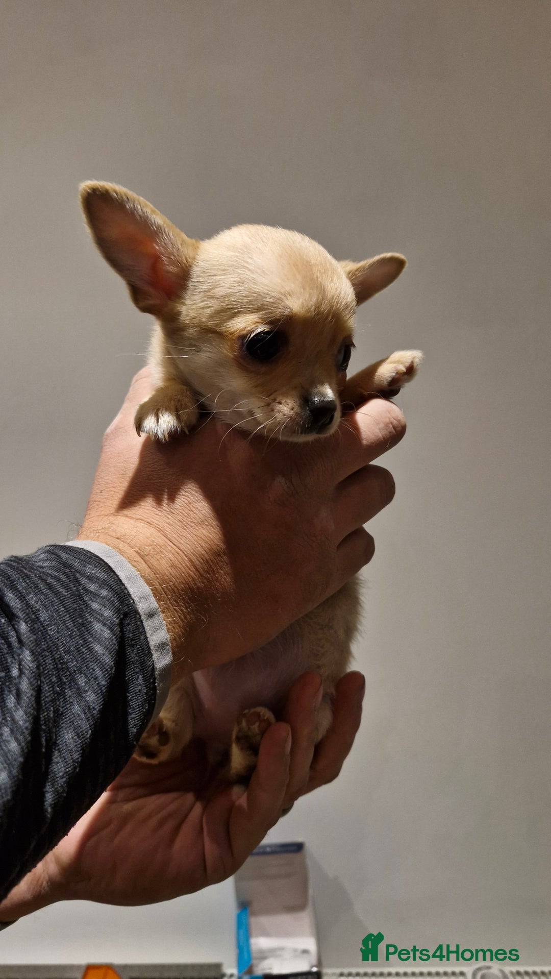 Chihuahua dogs for sale: 🐶READY TO LEAVE🐶 LAST ONE Tiny Chihuahua Puppies - Advert 21