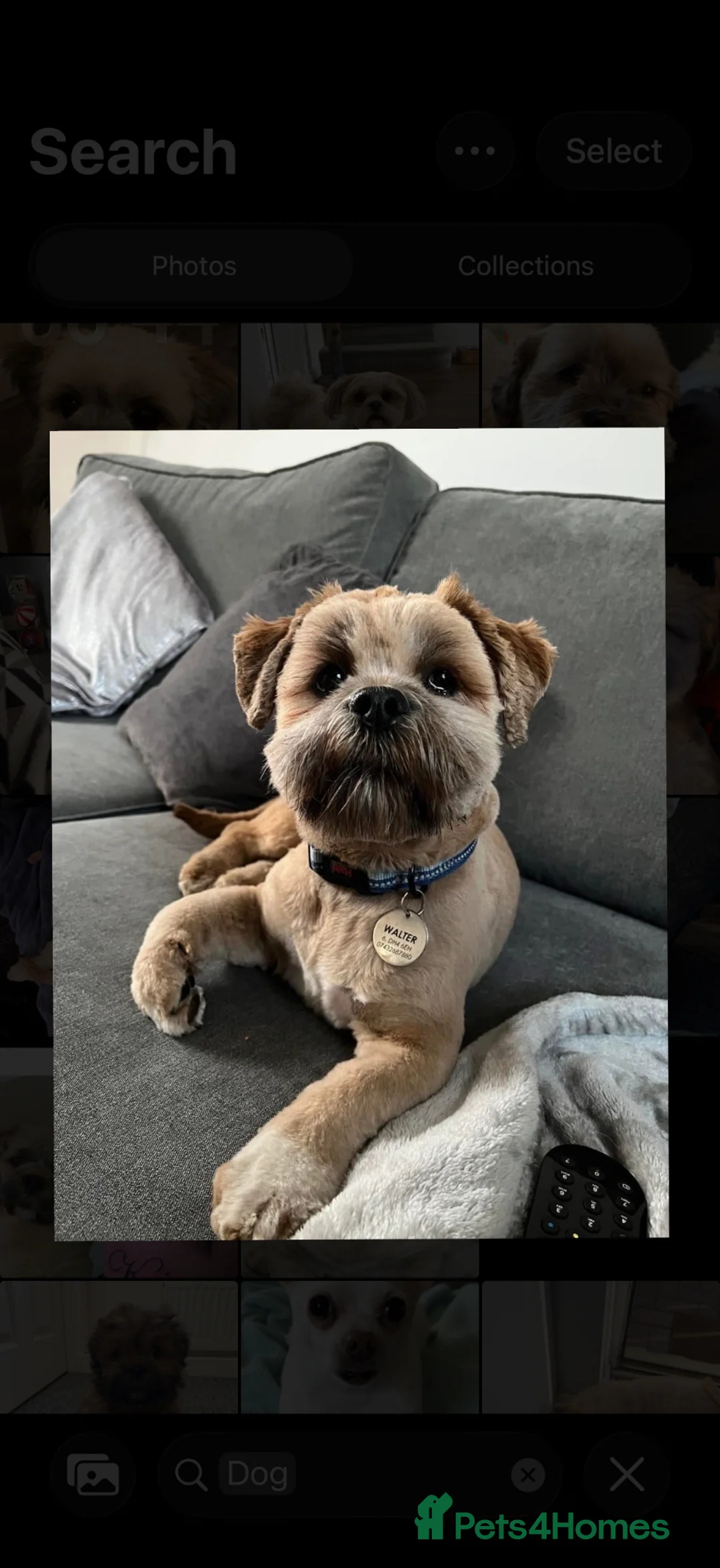 Lhasa Apso dogs for stud: Walter - gorgeous lhasa apso stud  - Advert 2