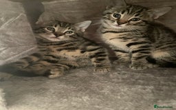 Bengal cats for sale: Stunning Bengal cross kittens  - Image 4