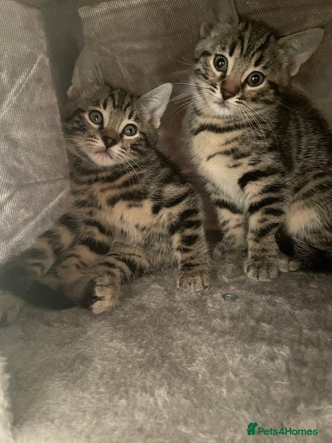 Bengal cats for sale: Stunning Bengal cross kittens  - Image 4