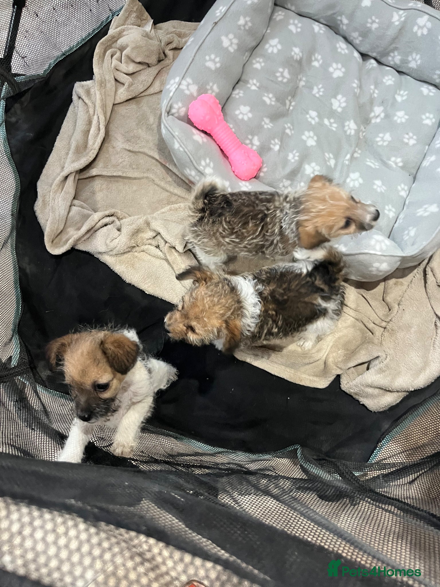 Jack Russell dogs for sale: Gorgeous tiny Jack Russell‘s in High Wycombe - Advert 19