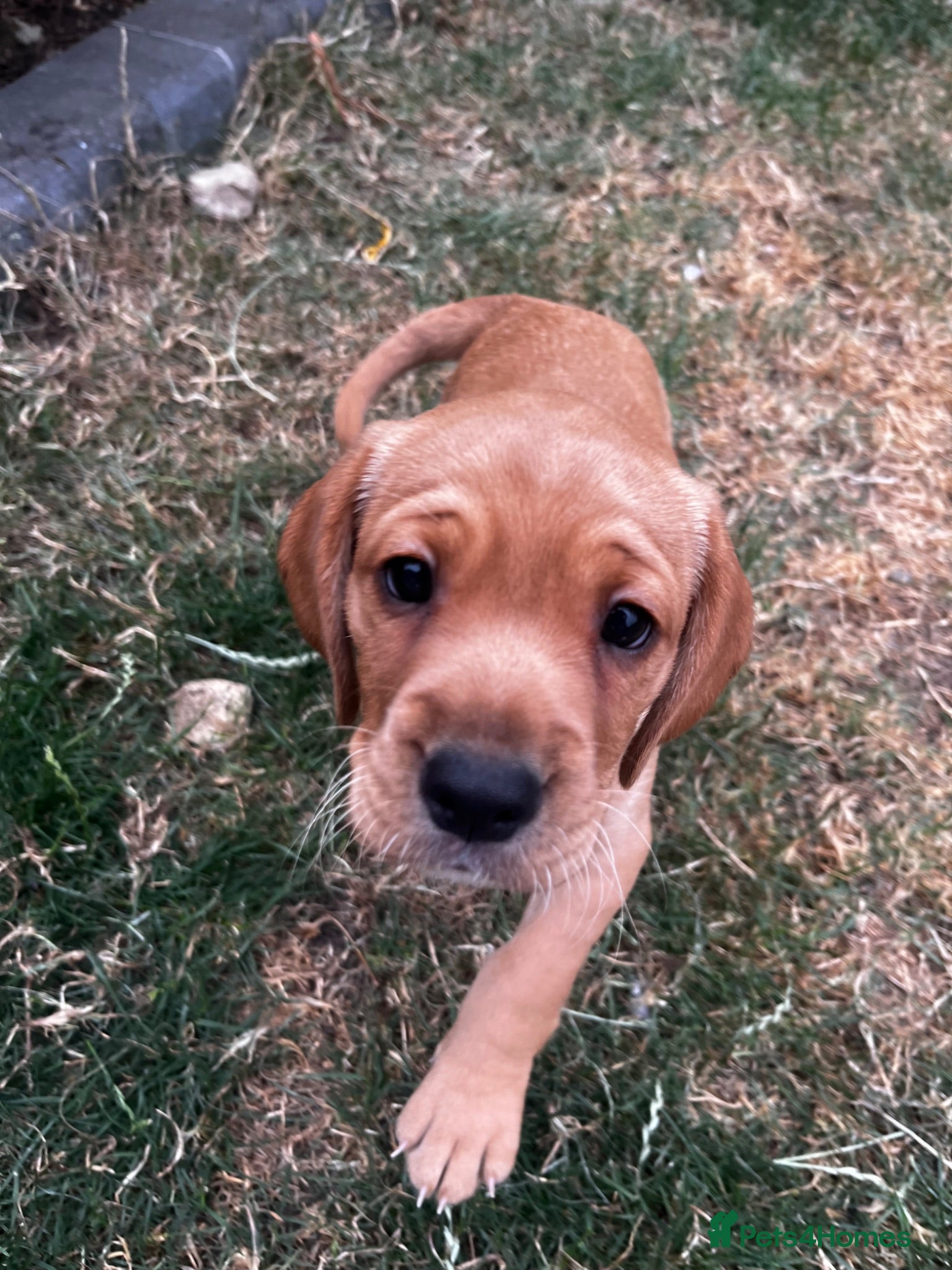 Cockerdor dogs Frenchie/Labrador/Cocker mix - Advert 5