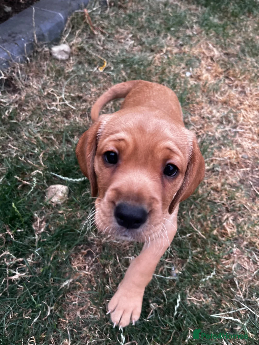 Cockerdor dogs for sale: Frenchie/Labrador/Cocker mix in Wigston - Advert 1