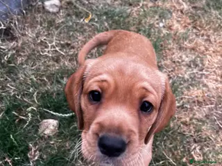 Cockerdor dogs Frenchie/Labrador/Cocker mix - Advert 5