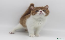 Exotic cats for sale: SHOW QUALITY EXOTIC BOY - Image 6