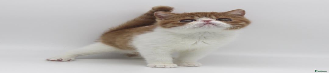 Yari