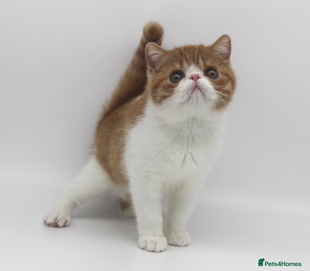 Exotic cats for sale: SHOW QUALITY EXOTIC BOY - Image 6
