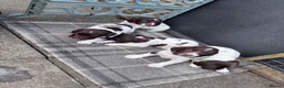 English Springer Spaniel dogs for sale: Liver and White English Springer Spaniel Puppies in Perth - Advert 15