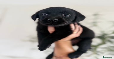 Labrador Retriever dogs - Advert 5