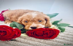 Cavapoo dogs for sale: 🐶 Beautiful F1B Cavapoo Puppies for Sale 🐶 - Image 24