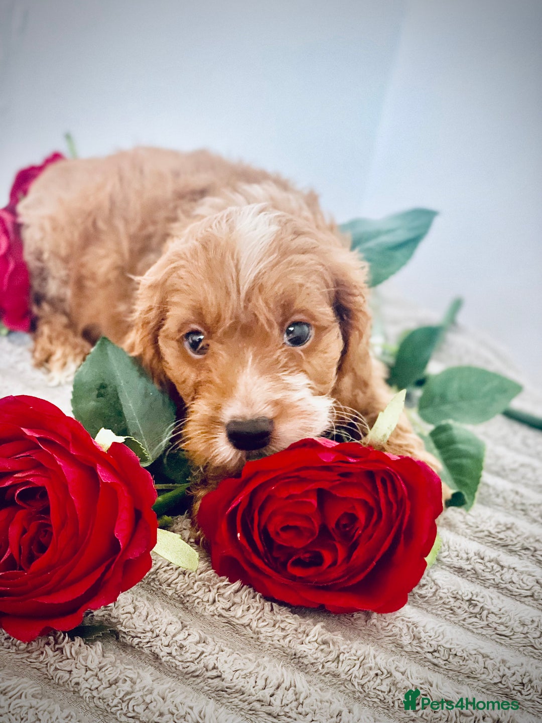 Cavapoo dogs for sale: 🐶 Beautiful F1B Cavapoo Puppies for Sale 🐶 - Image 24