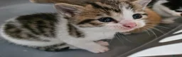 Mixed Breed cats for sale: Mixed breed kittens - Advert 13