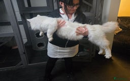 Maine Coon cats for sale: Champion russian Maine coon kittens - Image 9