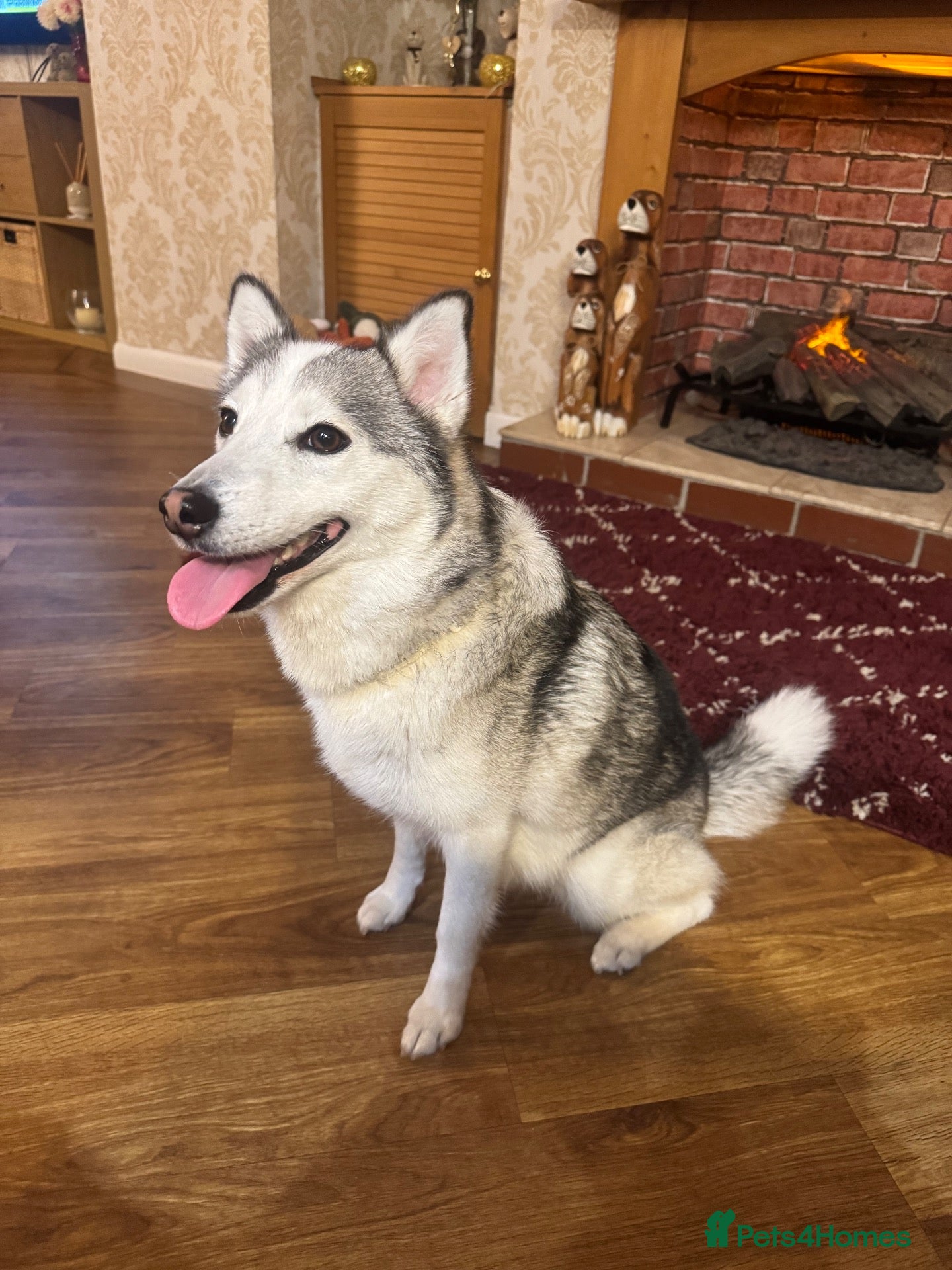Pomsky dogs for sale: Female pomsky 2 years old - Advert 8
