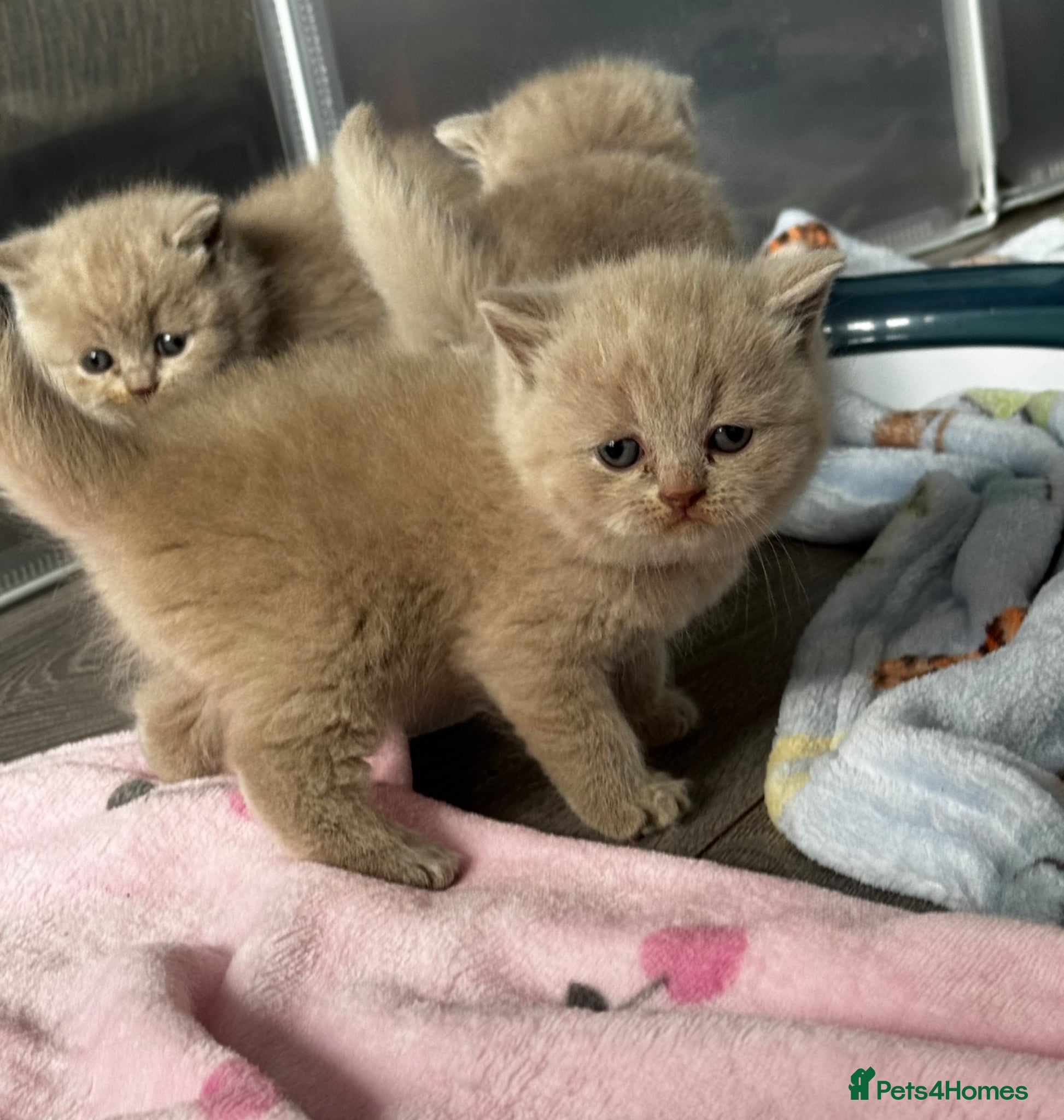British Shorthair cats Beautiful Lilac British Shorthair, Registered - Advert 1