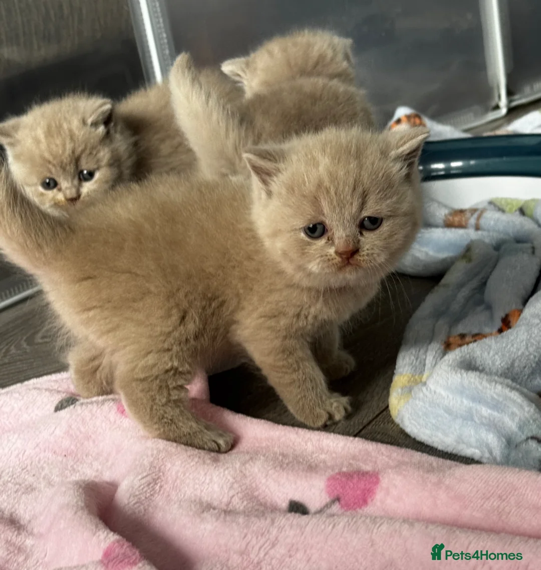 British Shorthair cats for sale: Beautiful Lilac British Shorthair, Registered - Advert 1