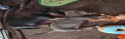 Miniature Dachshund dogs for sale: Beautiful miniature dachshunds in Southminster - Advert 4