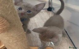 Mixed Breed cats for sale: Oriental X Siamese kittens  - Image 12