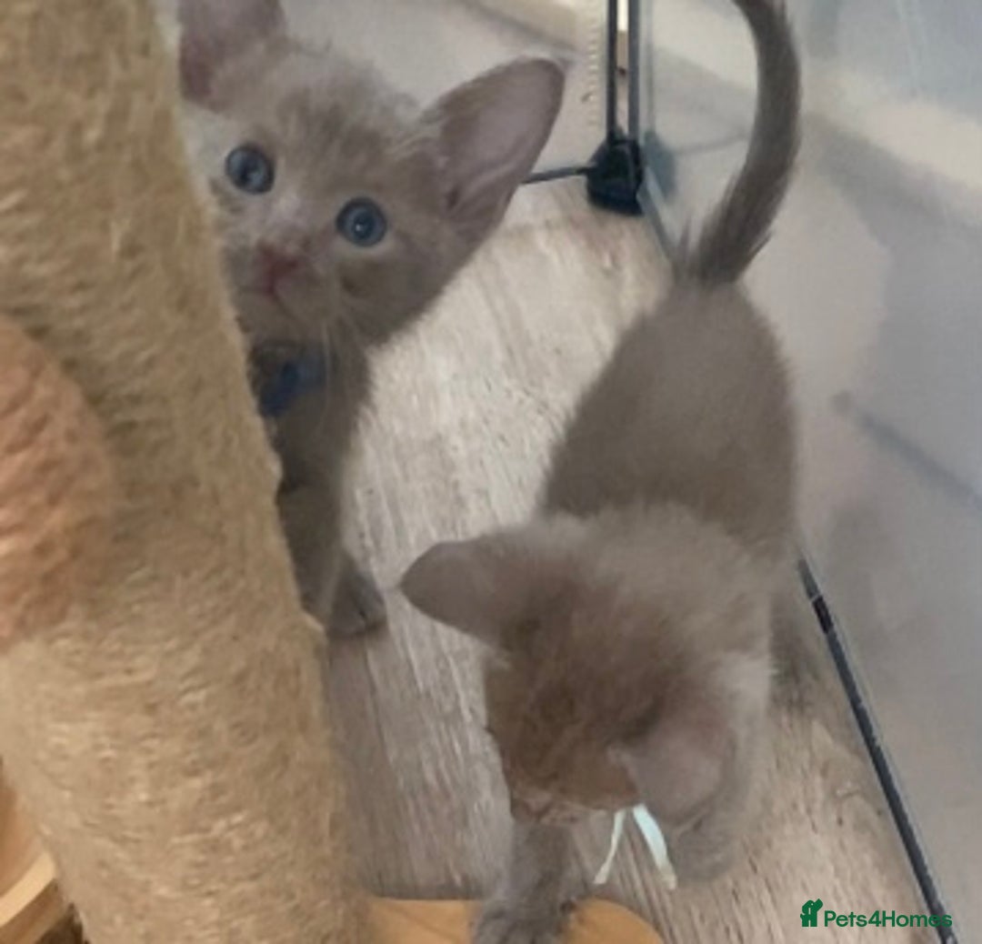 Mixed Breed cats for sale: Oriental X Siamese kittens  - Image 12