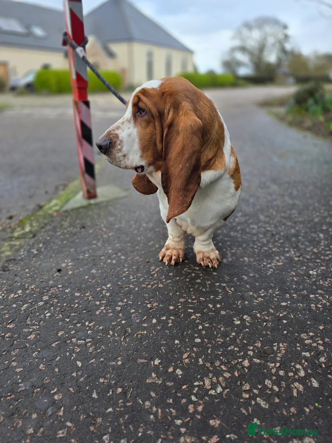 Basset Hound dogs for stud: Red & White KC REG Basset Hound Proven Stud - Advert 2