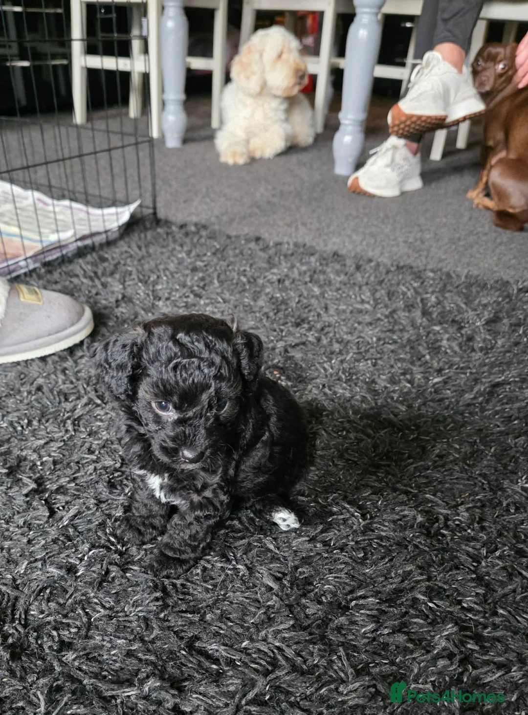 Mixed Breed dogs for sale: Cockapoo × chihuahua puppies - Advert 2