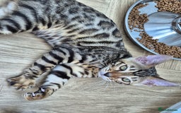 Bengal cats for sale: Bengal boy - Image 18