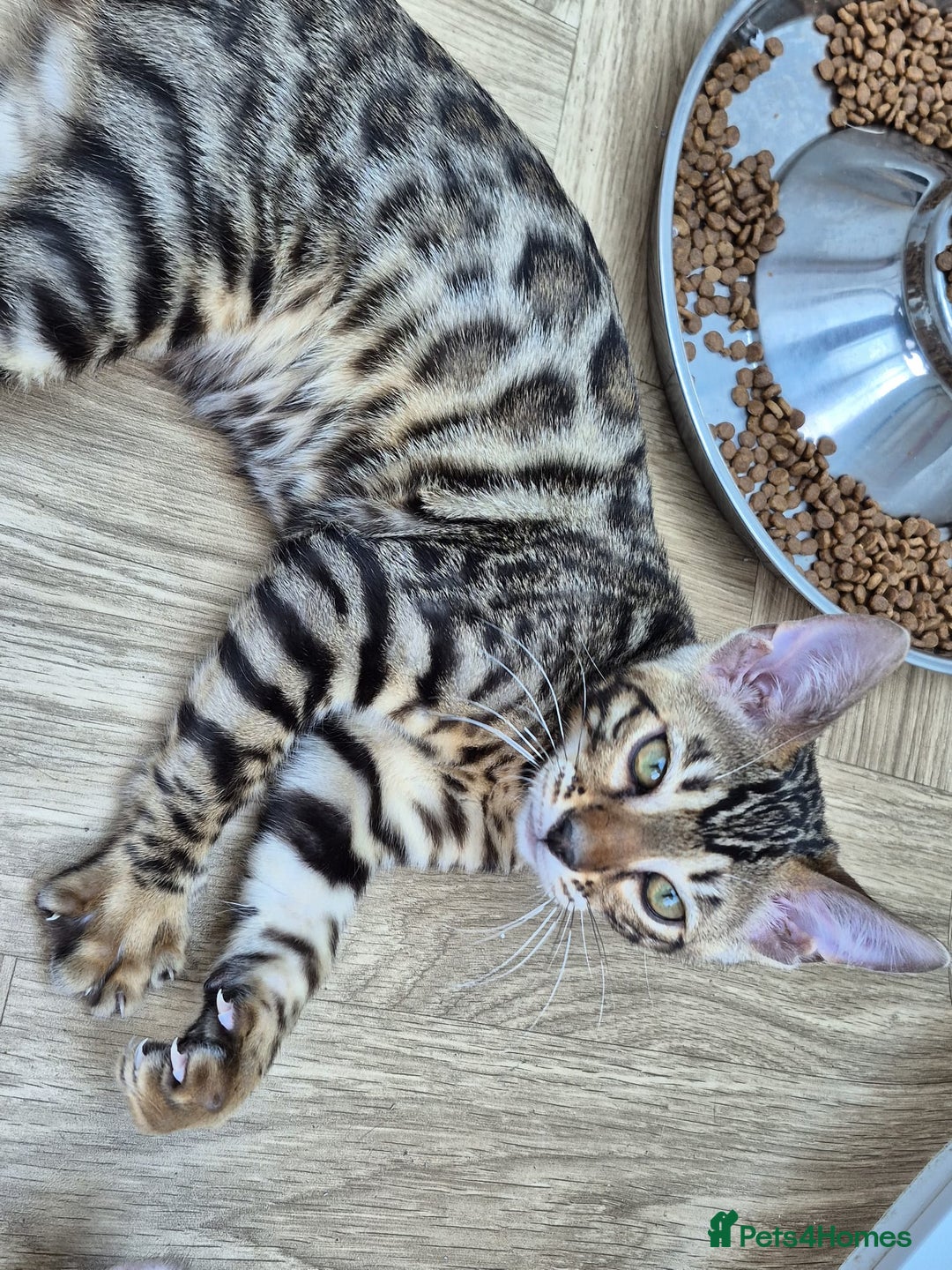 Bengal cats for sale: Bengal boy - Image 18
