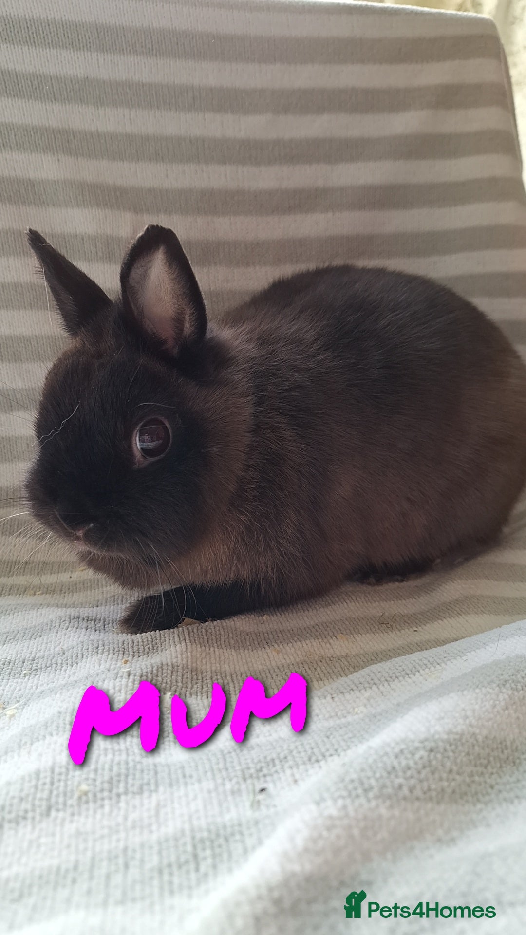 Netherland Dwarf rabbits for sale: Baby Netherland Dwarfs  - Advert 14