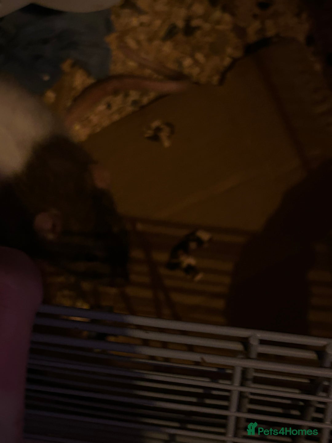 Rat rodents for sale: 5 x Friendly Male Rats - Advert 4