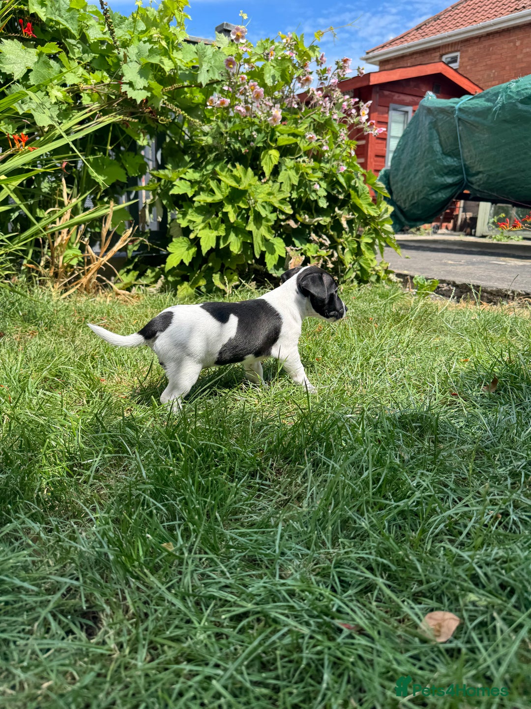 Jack Russell dogs for sale: 5 Available: Jack Russell Puppies. 2 Girls, 3 Boys - Image 23