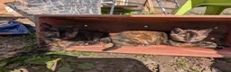Mixed Breed cats for sale: Tortoiseshell female 2 kittens for sale Barnsley - Advert 5