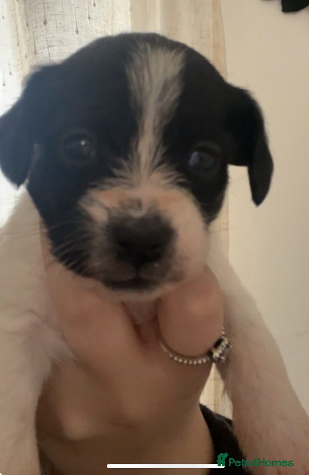 Mixed Breed dogs for sale: Poochon cross schweenie  - Advert 5