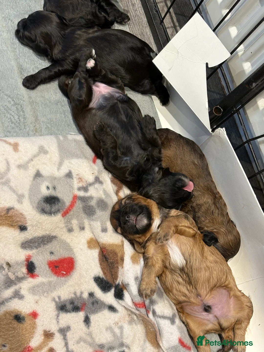 Shihpoo dogs for sale: Shihpoo f1 puppies  🩷🩷 - Advert 13