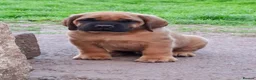 Mastiff dogs for sale: Mastiff puppies  in Galashiels - Advert 4