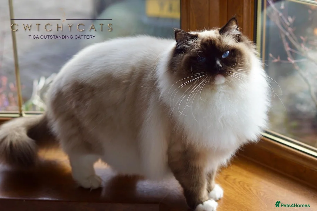 Ragdoll cats for sale: Pedigree Adult Ragdoll - Advert 2