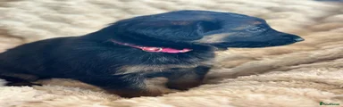 Dark pink collar