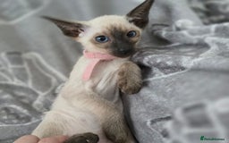 Siamese cats for sale: Four gorgeous girls - Image 15