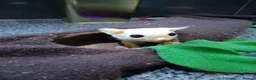 Sugar Glider rodents for sale: Adorable sugar gliders  - Advert 13