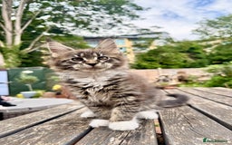 Maine Coon cats for sale: Champions- Bloodline Purebred Maine Coon Kittens  - Image 16