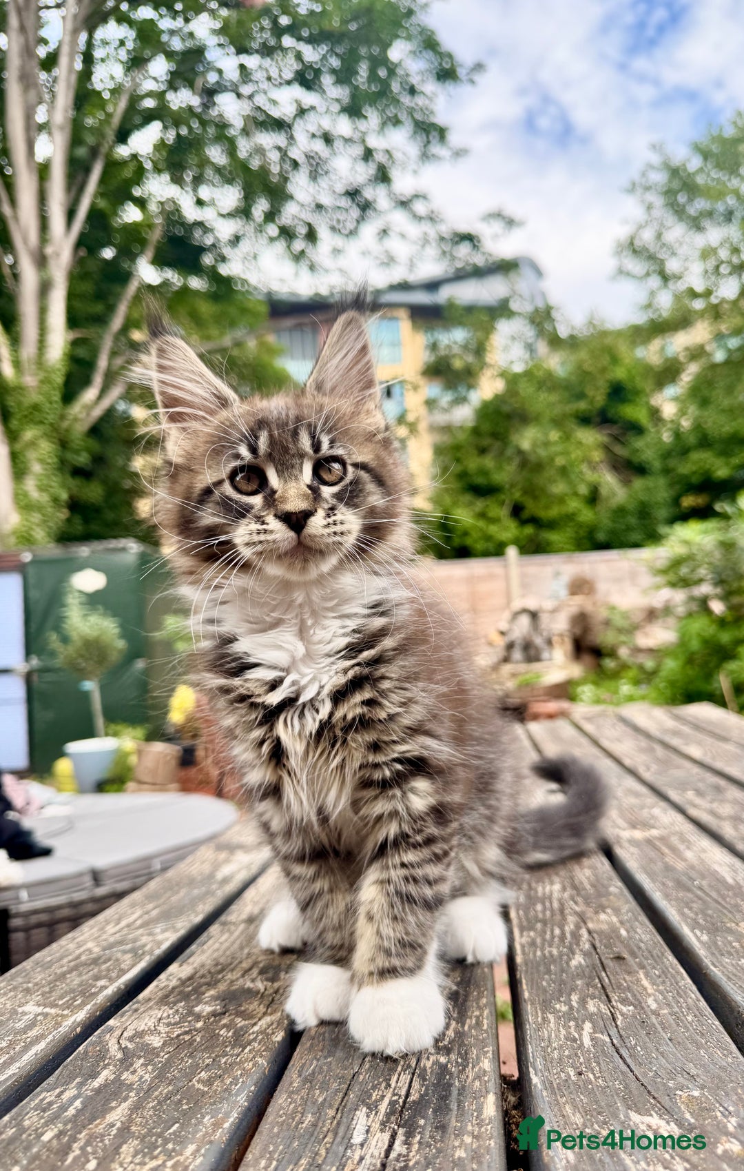 Maine Coon cats for sale: Champions- Bloodline Purebred Maine Coon Kittens  - Image 16