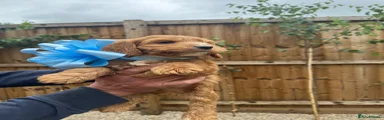 Cockapoo Puppy 3