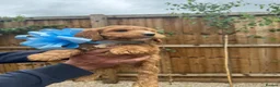 Cockapoo dogs for sale: Cockapoo F1 Gorgeous Puppies 🐶❤️ - Advert 12