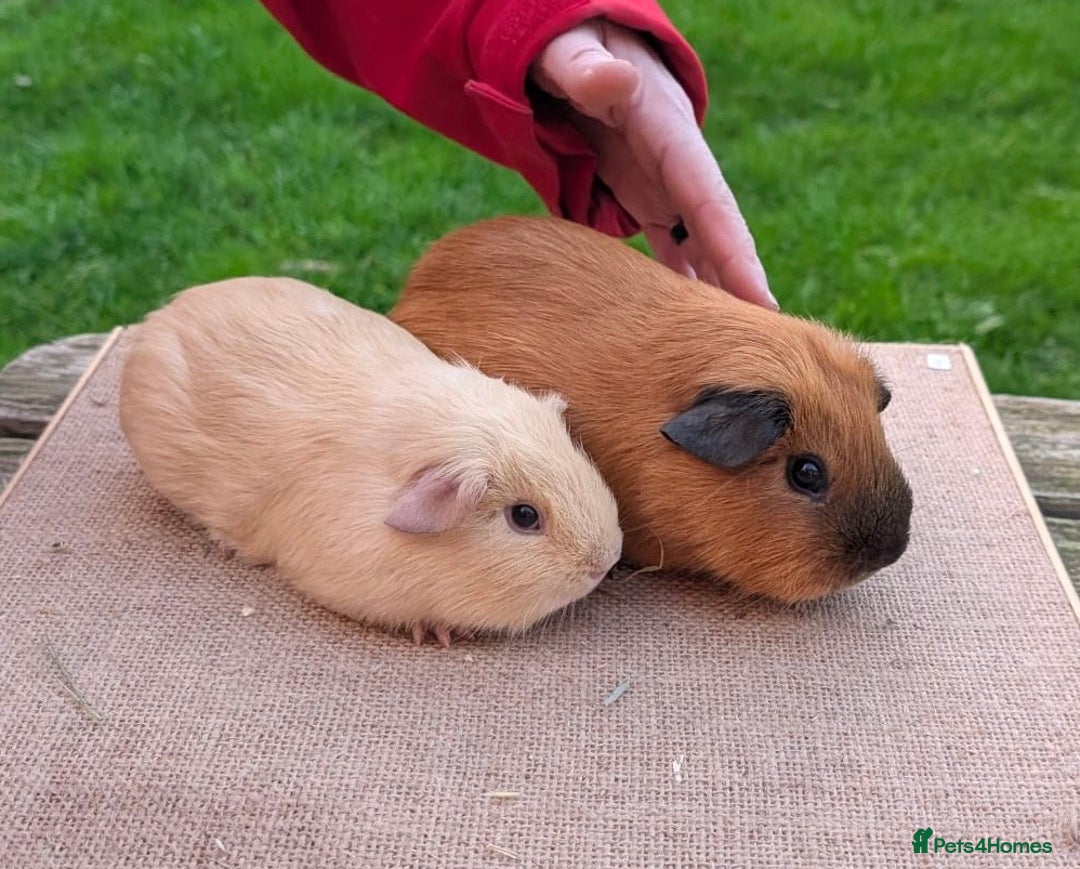 Guinea Pig rodents for sale: Beautiful Californian / self boar guinea pigs - Advert 3