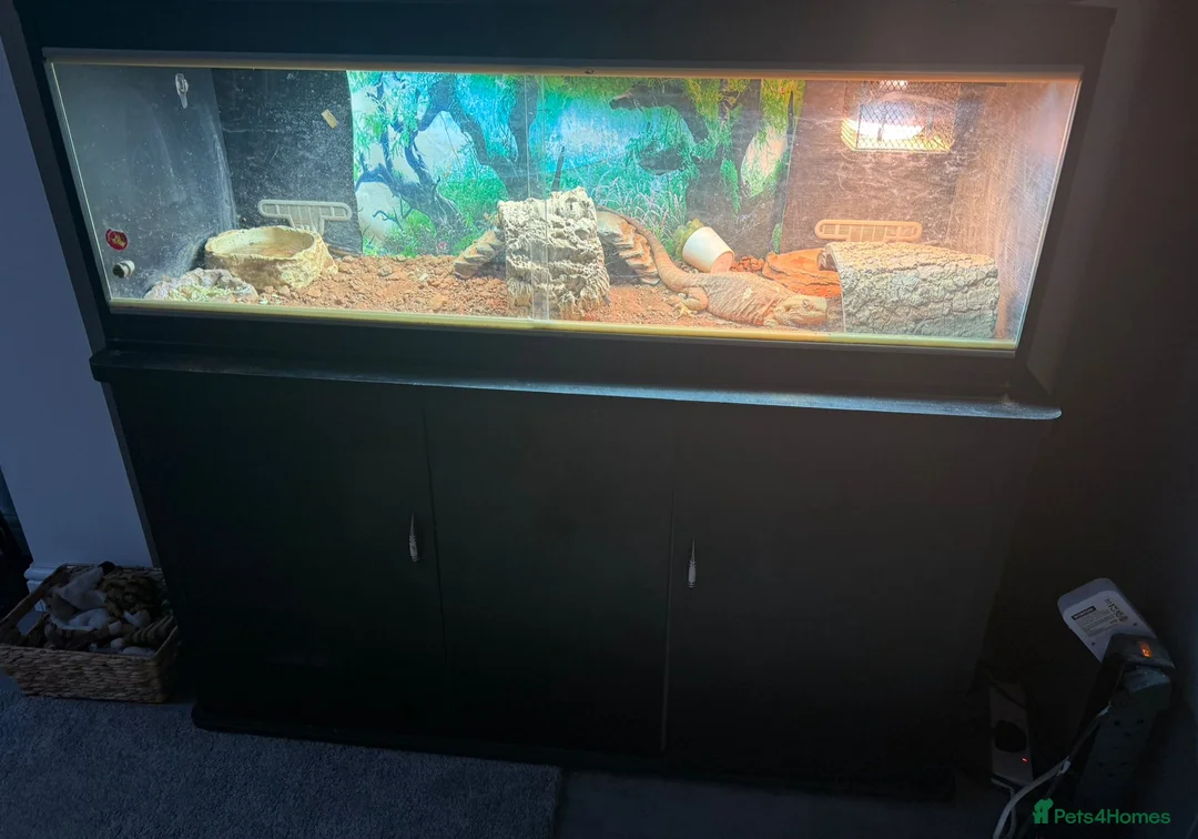 Bearded Dragon reptiles for sale: 5YO female bearded dragon - Advert 2