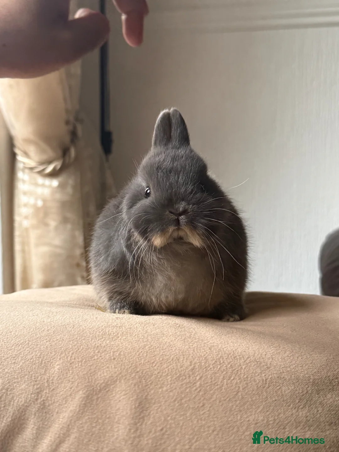 Netherland Dwarf rabbits for sale: Blue otter netherland dwarf  in Derby - Advert 1