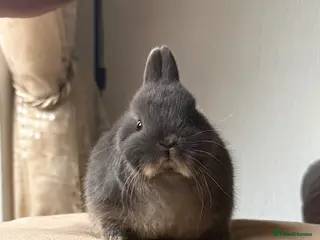 Netherland Dwarf rabbits Blue otter netherland dwarf - Advert 1