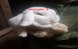 Mixed Breed rabbits for sale: 10 mixed breed rabbits  - Advert 8