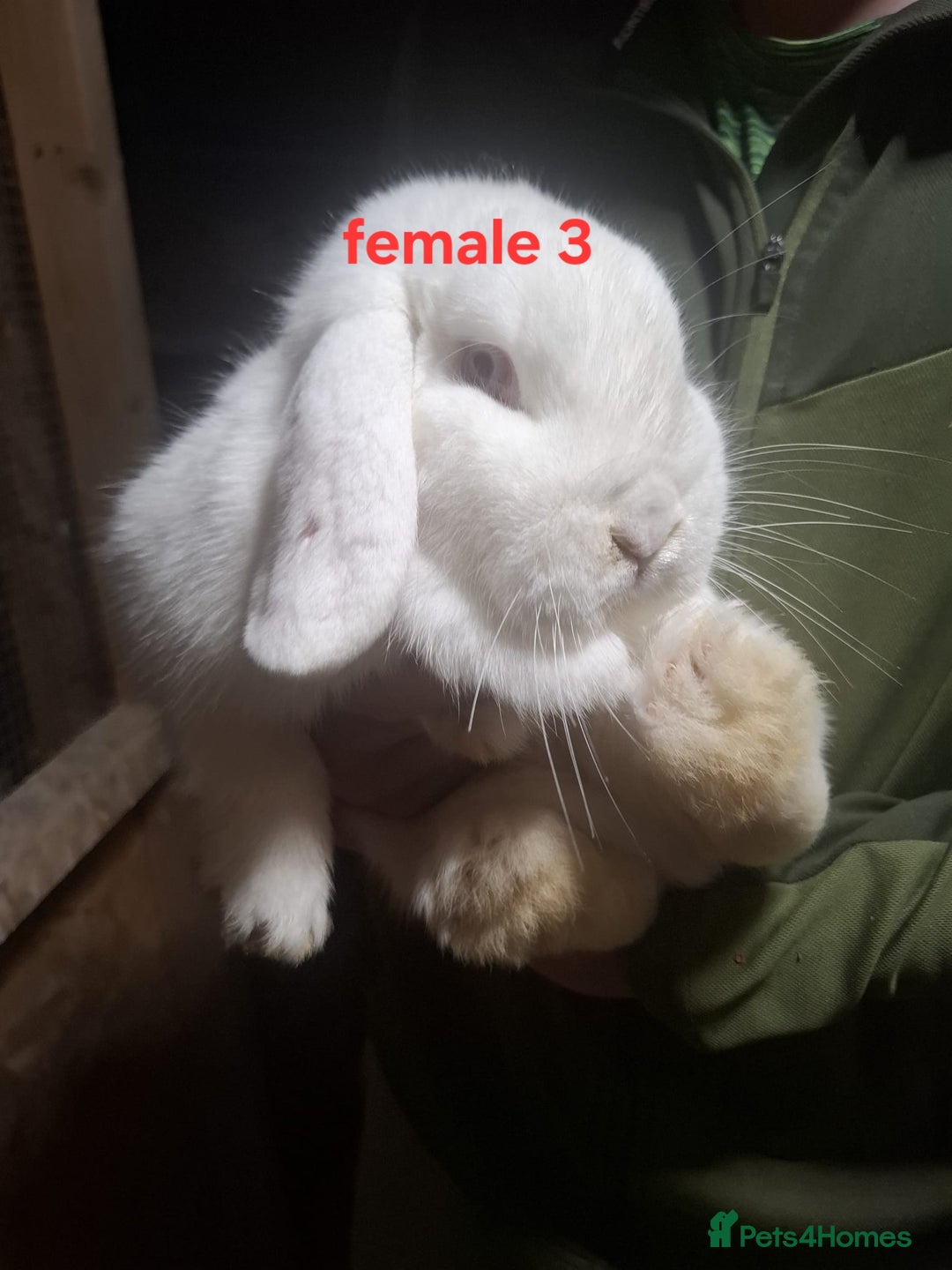 Mixed Breed rabbits for sale: 10 mixed breed rabbits  - Advert 8