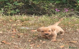 Labrador Retriever dogs for sale: Labrador Pups for sale in Fittleworth - Image 2